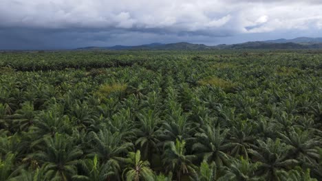 Aerial-shot-of-a-huge-palm-oil-farm-in-Costa-Rica-surrounded-by-mountains