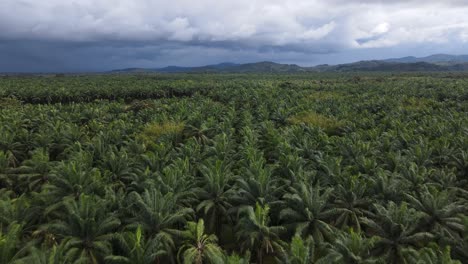 aerial shot of a huge palm oil farm in costa rica surrounded by mountains