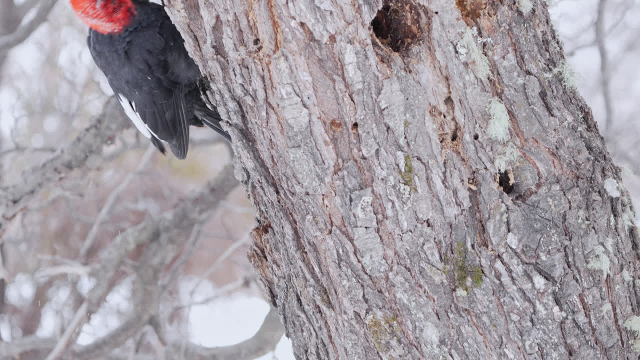 Vertikales Schwenken von weiblichen und männlichen Magellanspechten auf einem Baum während Schneefalls im patagonischen Wald Argentiniens. Zeitlupenaufnahme.
