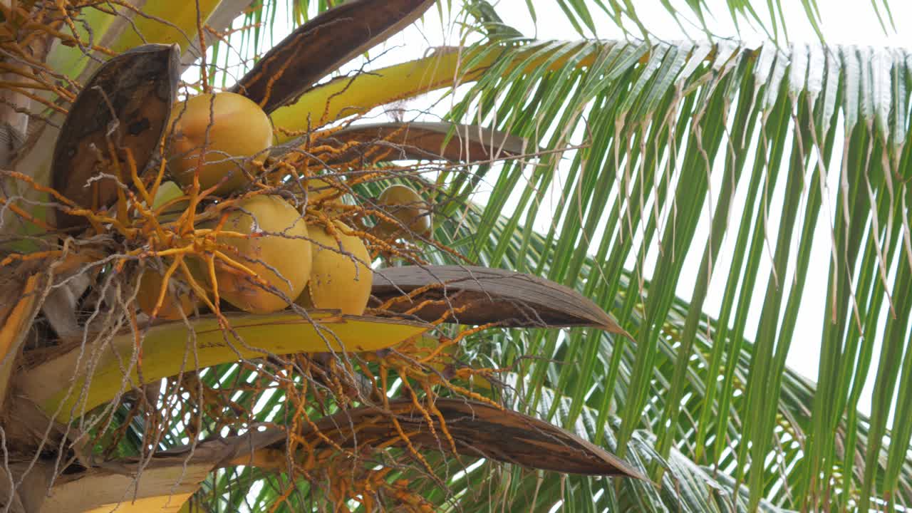 자연의 나무에 노란 코코넛