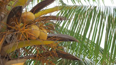 Yellow-coconut-on-the-tree-in-nature