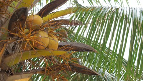 coco amarillo en el árbol en la naturaleza