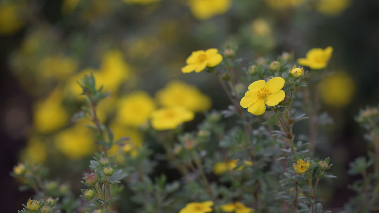 Close-Up of Blooming Yellow Cinquefoil Flowers in a Garden