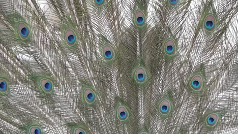 Peacock close-up of covert feather tail fan display