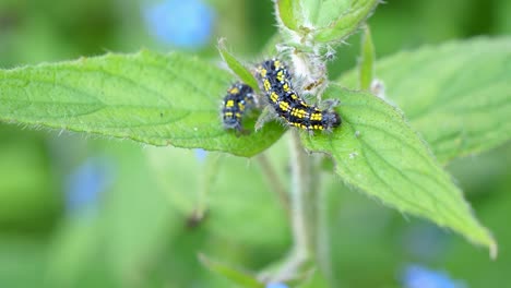 scarlet tiger caterpillar lifting itself from leaf to leaf of green alkanet plant