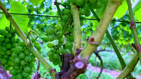 green, unripe, young wine grapes in vineyard, early summer.
