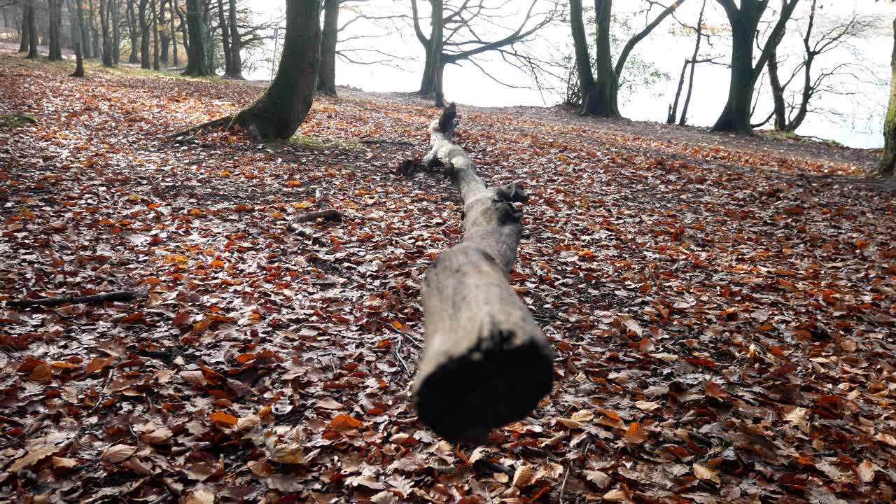 가을 숲 삼림 지대 가을 단풍 활기 넘치는 시골 시골 오른쪽 돌리 쓰러진 나무에 가깝습니다.