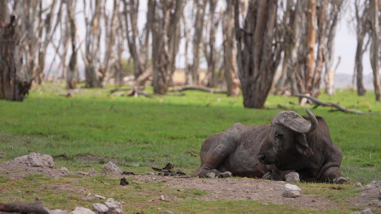 Bufalo africano che riposa nella prateria nel suo habitat naturale.