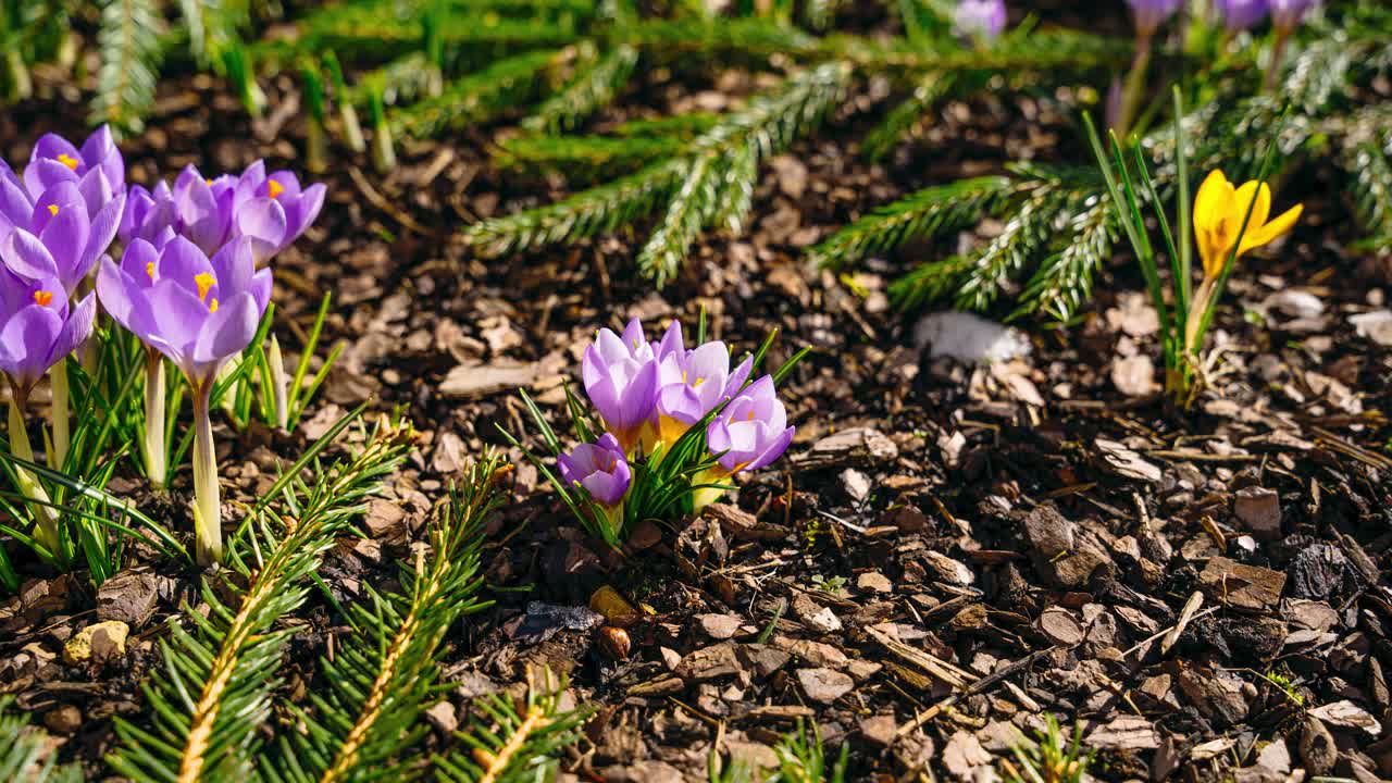 Full day timelapse with small crocus flowers blooming through melting snow in early spring sun. Garden bloom from daylight to dusk.