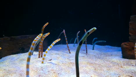 Sea-Snake-or-Worm-fish