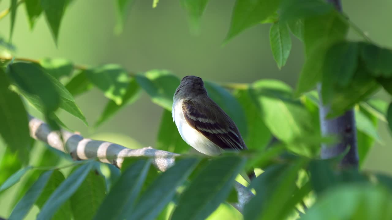 un catador de moscas de sauce posado en una rama en un dosel de árbol mirando a su alrededor