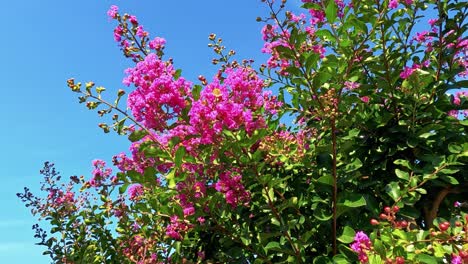 bright pink flowers against a clear blue sky