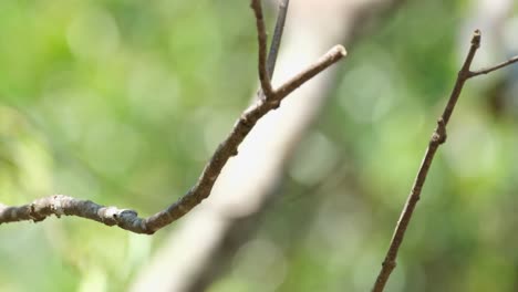 seen from its side perched on a branch during a windy morning as then flies down catch its prey, red-throated flycatcher, ficedula albicilla, thailand