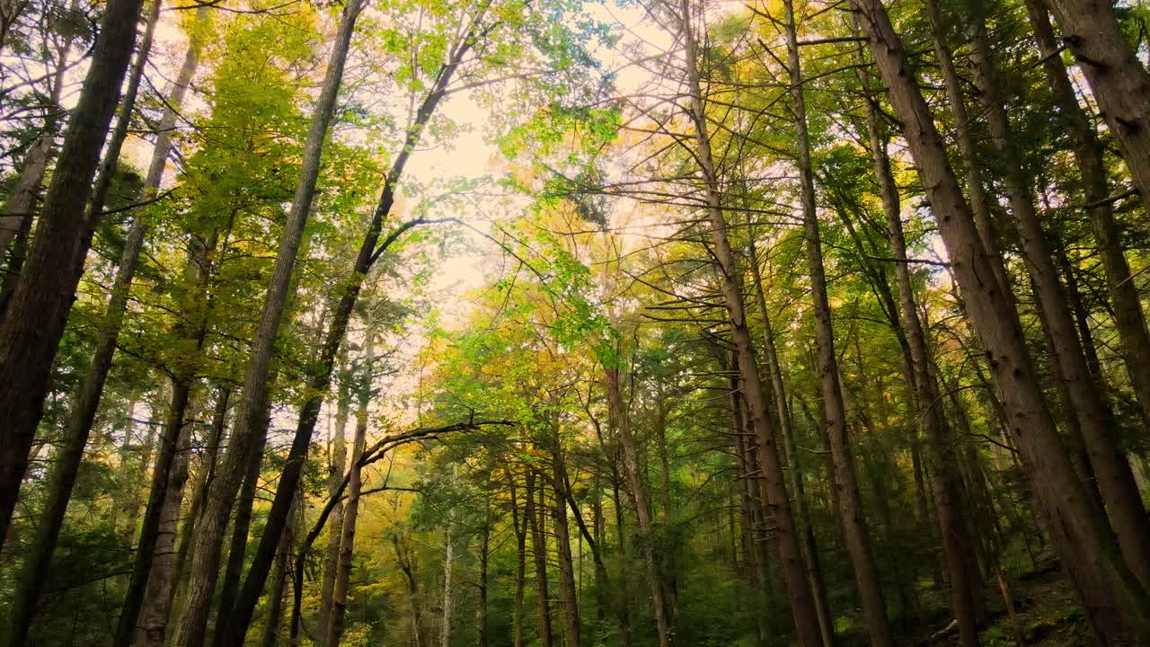 hermoso video de bosque otoñal suave en las montañas apalaches con árboles altos y luz dorada en un hermoso día