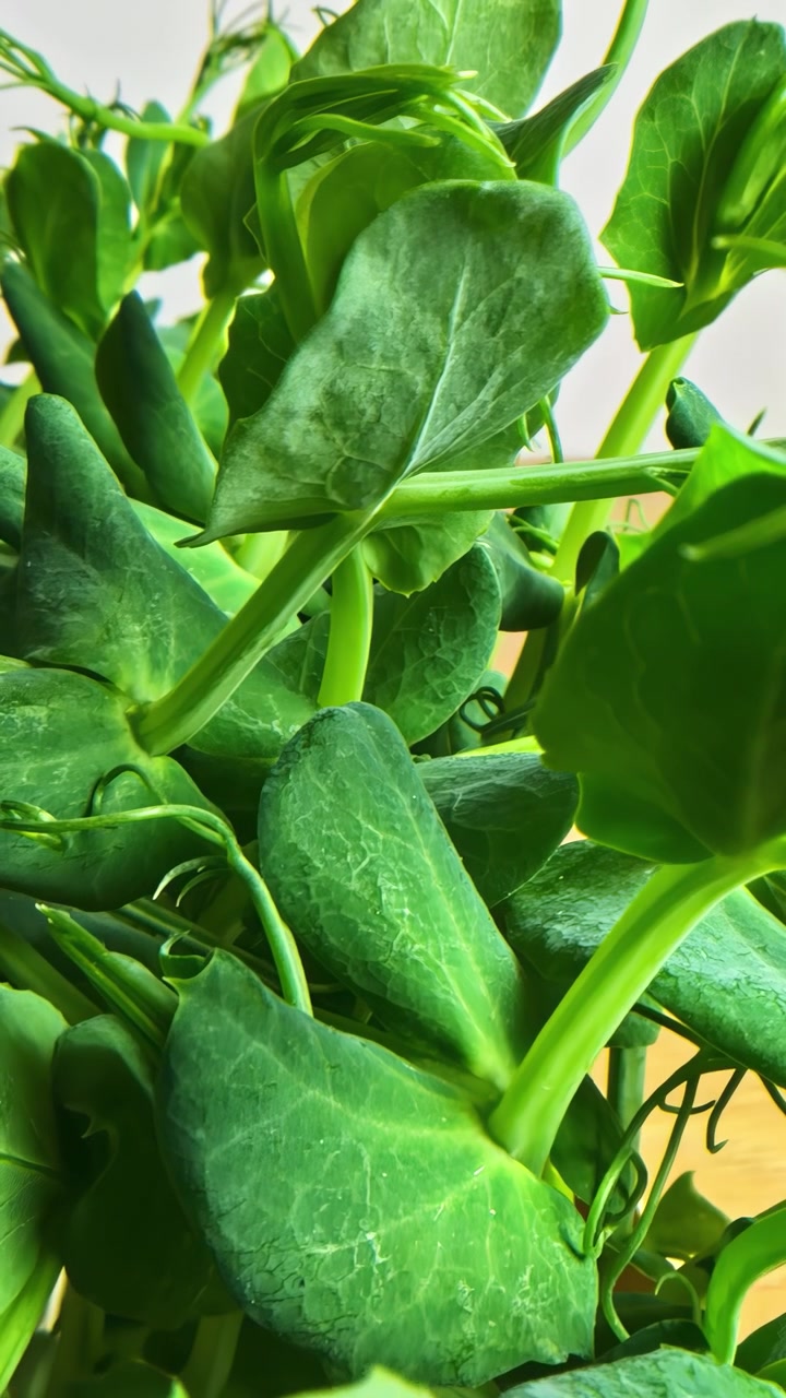 Primo piano macro verticale di germogli freschi di pisello verde e foglie di microgreens con steli e viticci che mostrano dettagli botanici naturali di cibo biologico e sano.