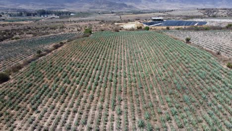 Vuelo-Aéreo-Revela-Campos-De-Agave-Azul-En-Tequila-Rural,-Fondo-De-Montañas,-Oaxaca,-México