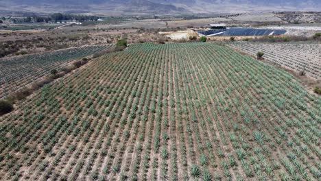 vuelo aéreo revela campos de agave azul en tequila rural, fondo de montañas, oaxaca, méxico