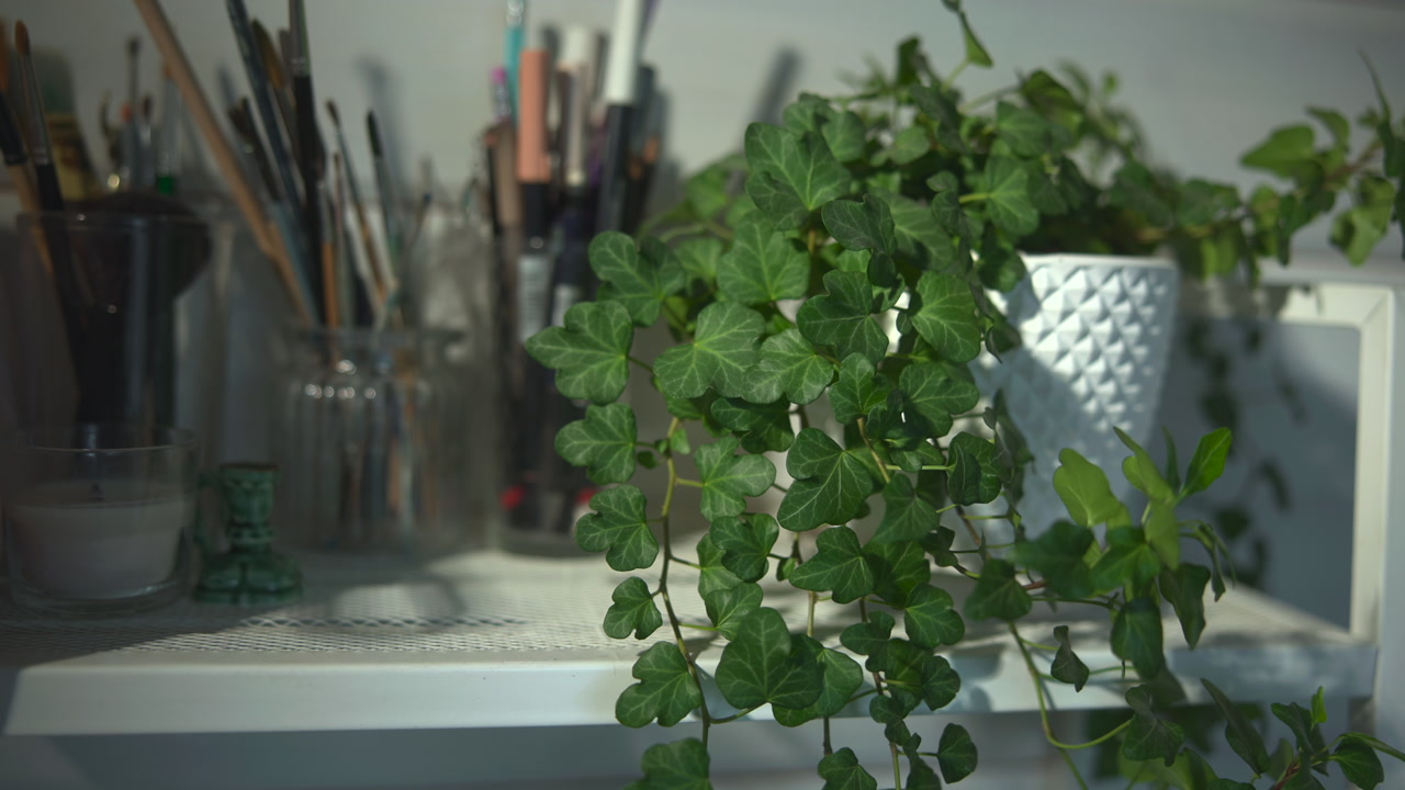 Potted Ivy Spilling Across Artist Shelf, Closeup Of Trailing Leaves Cascading From White Textured Pot . Media