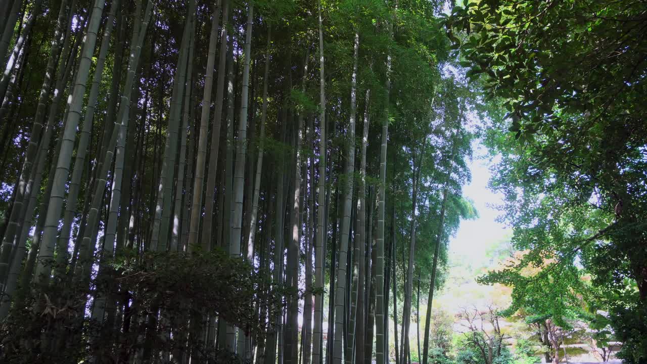 una de las mejores épocas para visitar los bosques de bambú en japón es en verano y al atardecer, las copas de los bambúes se mueven suavemente con el viento, produciendo una sensación de frescura inigualable