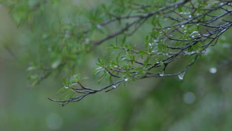 雨滴落在樹枝上