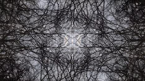 trees in symmetry - loopable