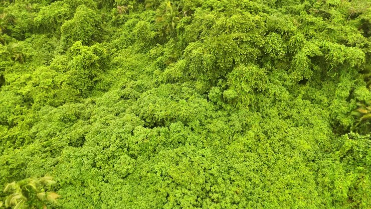 La telecamera del drone sorvola la fitta volta della giungla verde sotto la luminosa luce naturale del giorno a Palau.