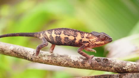 wildlife chameleon walks on the branch in madagascar rain forest