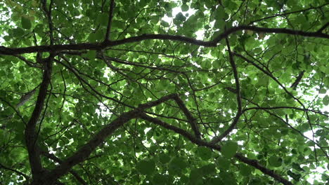 trees slow motion stock video footage beautiful green trees