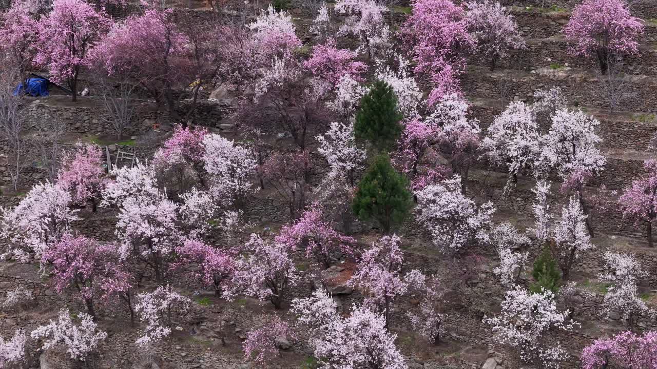 Blooming Almond Trees on Terraced Hillsides