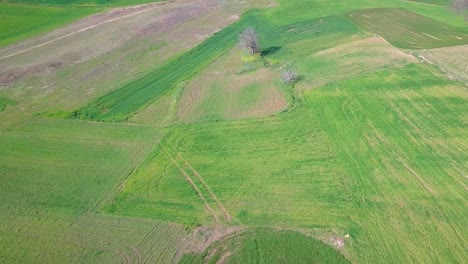 Aerial-shot-over-green-fields-and-hills-with-some-trees-that-have-blossomed