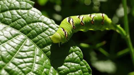 green caterpillar on a leaf