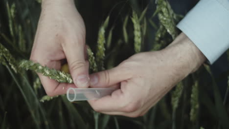 placing wheat into test tube, quality control of food, high angle closeup view