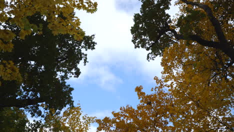 Arriba-En-El-Cielo-Del-Bosque-De-Otoño