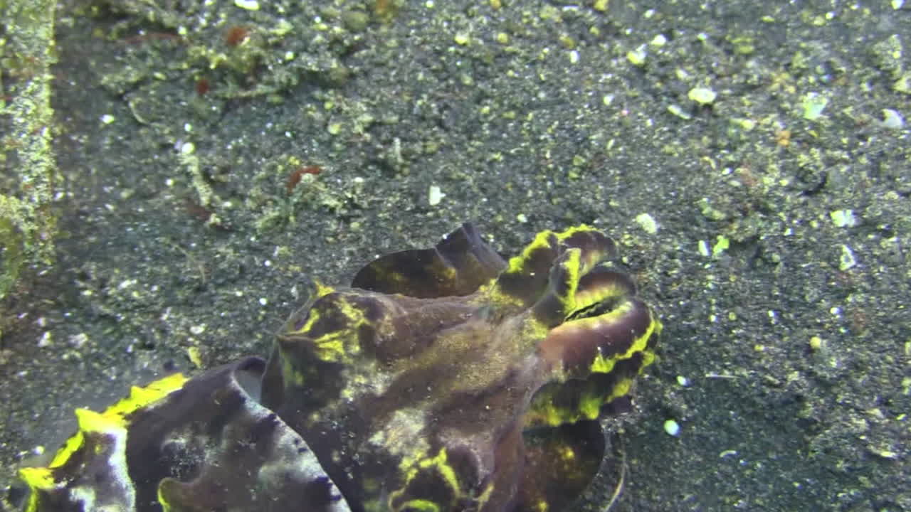 끈적끈적한 혀를 이용해 작은 먹이를 잡아먹는 화려한 문어