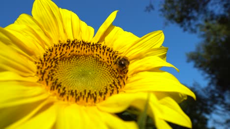 bumble bee flies onto a sunflower. close up of honey bees, pollinating yellow sunflowers in the field. beautifully blooming sunflower flower in organic farming farm