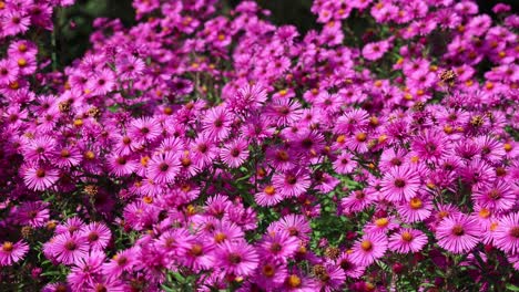 Belleza-Zumbante:-Las-Abejas-Y-La-Flor-Morada-De-Arlington.