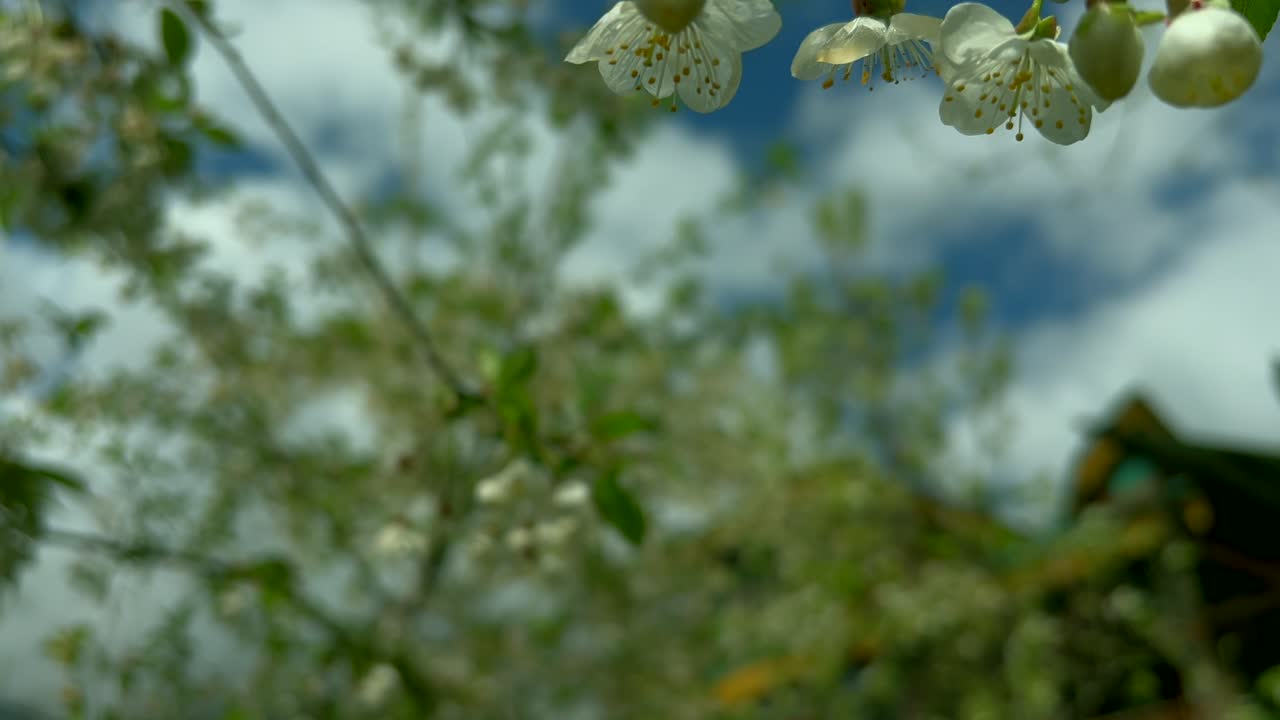 정원 컬렉션 클립 니샤트 스리나가르 카슈미르 인도, 아름다운 다채로운 꽃, 4 월에 립