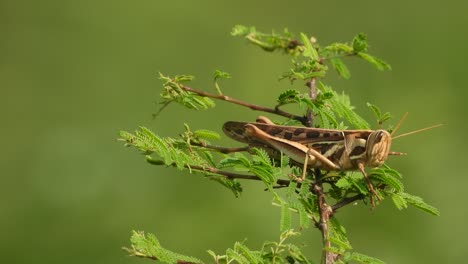saltamontes - fondo - hojas - verde