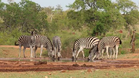 A-wide-shot-of-six-Burchell's-zebras-drinking-peacefully-at-a-waterhole-in-Kruger-National-Park