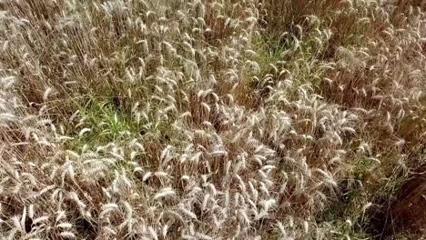 Rye-Field-Aerial-Shot