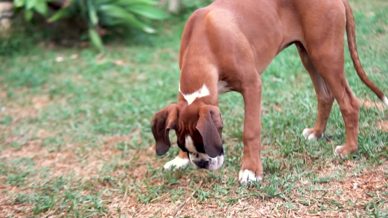 toma en cámara lenta de un joven cachorro de boxeador tirando un palo en el jardín