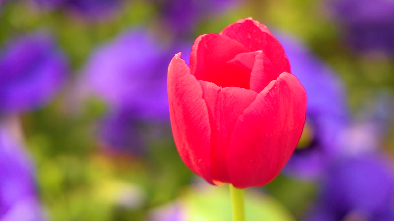 värikkäitä tulppaaneja kasvaa pellolla