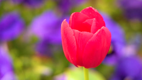 coloridos tulipanes crecen en un campo
