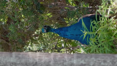 Bunter-Männlicher-Pfau,-Der-Hinter-Einem-Baum-Hervortritt,-Neukaledonien