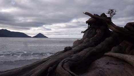 árbol-Caído-En-La-Playa