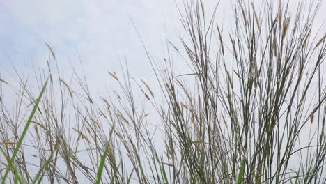 Primer-Plano-De-Hierba-En-El-Viento