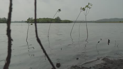 slow motion static low angle shot of the calm water of a lake with plants in it and a wonderful view of the forest in the background