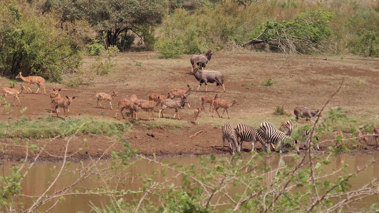 cebra bebe agua de un estanque fangoso mientras se acerca la manada de antílopes nyala