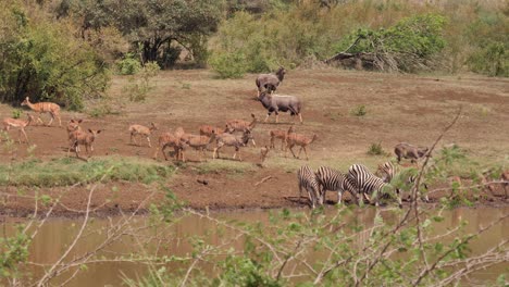 Zebras-Trinken-Wasser-Aus-Einem-Schlammigen-Teich,-Während-Sich-Die-Nyala-Antilopenherde-Nähert