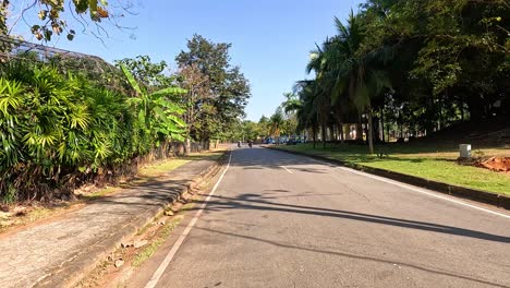 a peaceful road lined with lush greenery